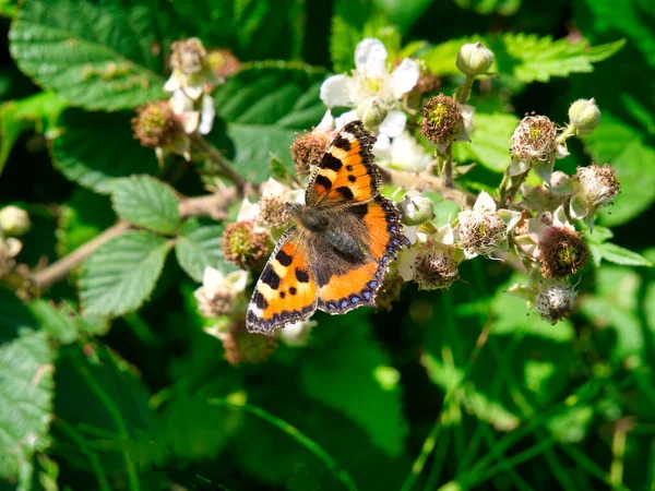 Primer Plano Una Pequeña Mariposa Tortuga Aglais Urticae Alimentándose Flores — Foto de Stock