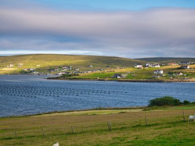İskoçya 'nın Shetland adasındaki Yell adasındaki uzak bir topluluk - ön planda bir halat yetiştirilmiş midye çiftliği beliriyor..