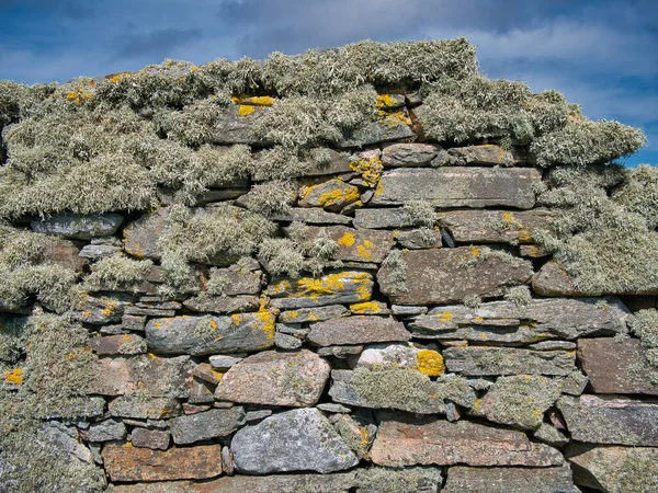 Lichene Muschio Barba Muro Pietra Secco Nelle Shetland Scozia Regno — Foto Stock