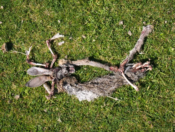 Decomposed Remains Body Hare Rabbit Island Unst Shetland — Stock Photo, Image