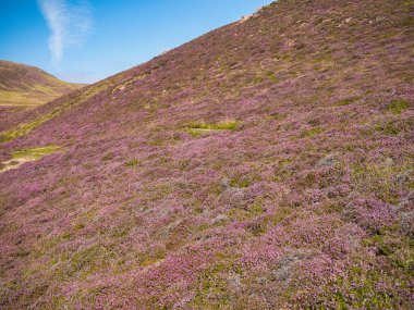 Ağustos 'un güneşli bir gününde Shetland' da Muckle Roe tepelerinde mor bir funda