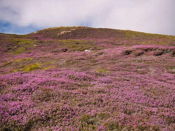 Brezo Púrpura Las Colinas Muckle Roe Shetland Día Soleado Agosto — Foto de Stock