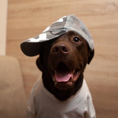Stüdyoda kamuflaj şapkası ve tişört giymiş neşeli çikolata labrador köpeği poz veriyor.