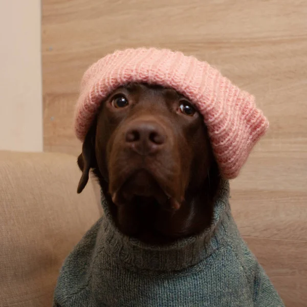 Pembe şapka ve yeşil-mavi süveter giymiş labrador köpeği kameraya poz veriyor. Stüdyoda hafif bir arka planda