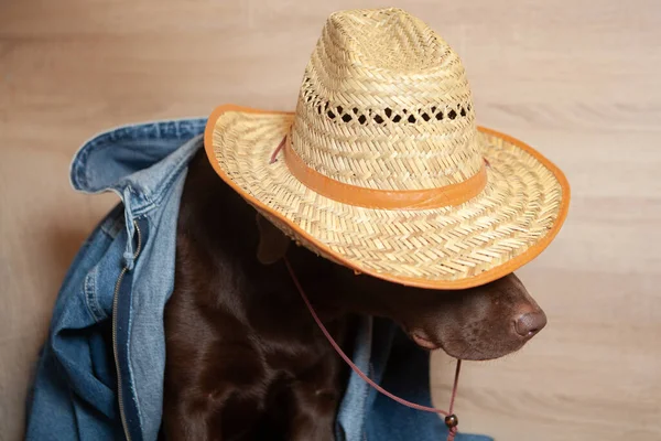 Kot ceket ve hasır şapka giymiş güzel kahverengi labrador bir köpek profili karizmatik bir şekilde sadece bıyıklı burnunu gösteriyor.