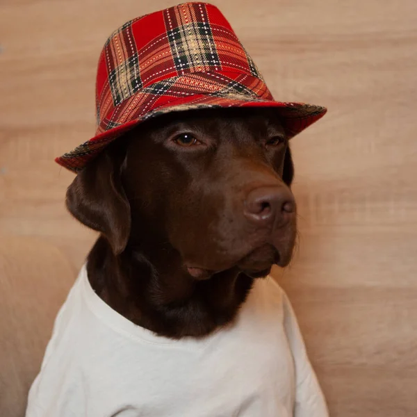 Çikolata renkli labrador köpeği, parlak kırmızı kareli şapka ve beyaz tişörtle bir stüdyo fotoğrafçısının önünde gözlerini kısarak kameraya poz veriyor.