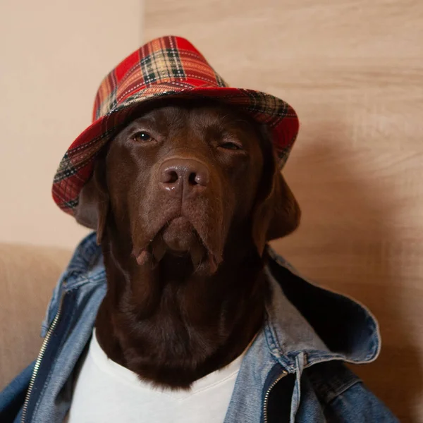 a chocolate-colored labrador dog in a bright red checkered hat and white t-shirt flaunts in front of a studio photographer, squinting his eyes and posing for the camera