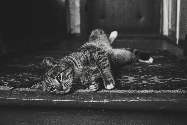 Μια Ριγέ Χνουδωτή Γάτα Ξαπλώνει Ένα Παλιό Χαλί Που Απλώνεται — Φωτογραφία Αρχείου