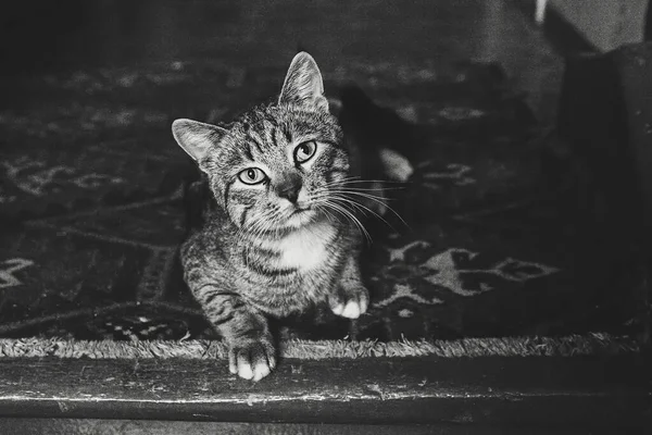 Tekir kedi eski bir halıya uzanıyor ve doğrudan kameraya bakıyor. siyah ve beyaz fotoğrafçılık
