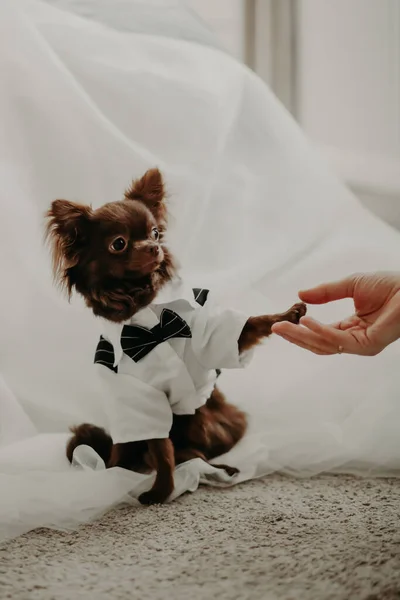 Kameraya poz veren takım elbiseli bir Chihuahua köpeği..
