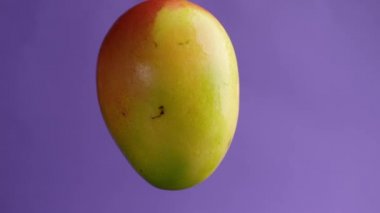 Büyük olgun mango mor bir arka planda döner. Stüdyo makro fotoğrafçılık