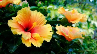 Renkli Hawaii hibiscus Bahçe