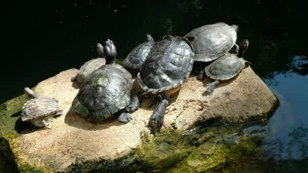 Tortoises Relaxing Enjoying Sunshine — Stock Video