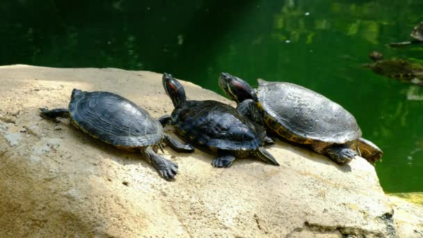 Schildpadden Ontspannen Genieten Van Zon — Stockvideo