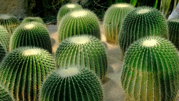 Golden Barrel Cactus — Stock Video