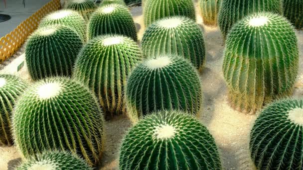 Złote Barrel Cactus — Wideo stockowe