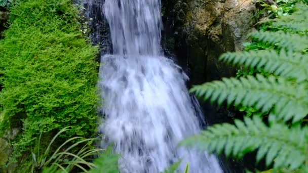 Ravijn Stream Met Plant — Stockvideo