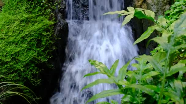 Ravin Stream Med Växt — Stockvideo
