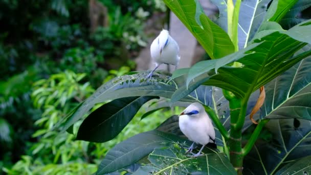 巴厘岛八哥 Leucopsar — 图库视频影像