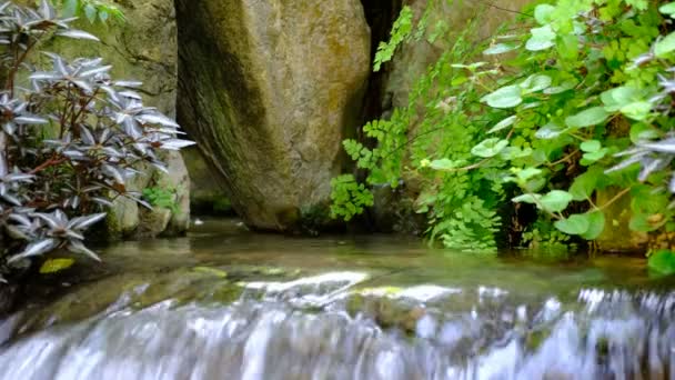 Córrego Que Flui Através Floresta Verde Grossa — Vídeo de Stock