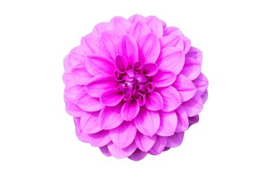 Mor çiçek dahlia kırpma yolu ile beyaz izole zemin üzerinde