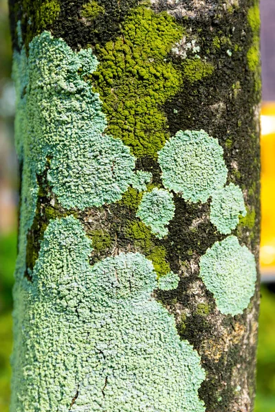 Tronco Árbol Con Liquen — Foto de Stock