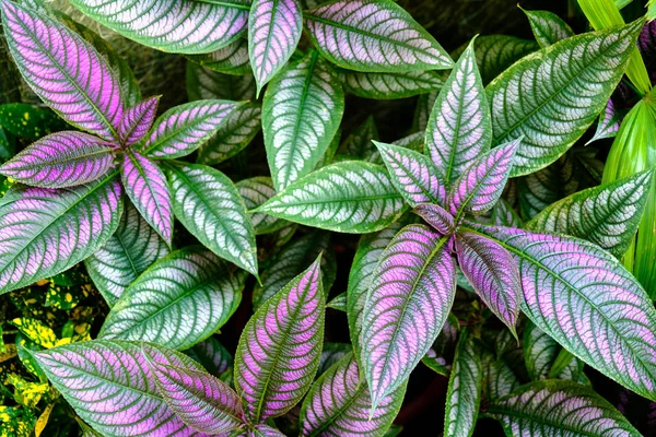 Persian Shield in garden — Stock Photo, Image