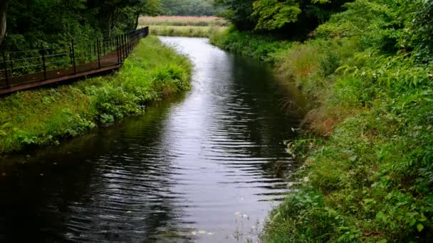 Arroyo Lluvia — Vídeo de stock