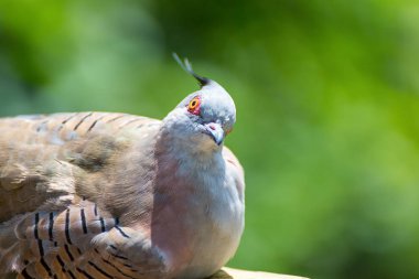 Tepeli güvercin ağacı (Ocyphaps lophotes üzerinde)