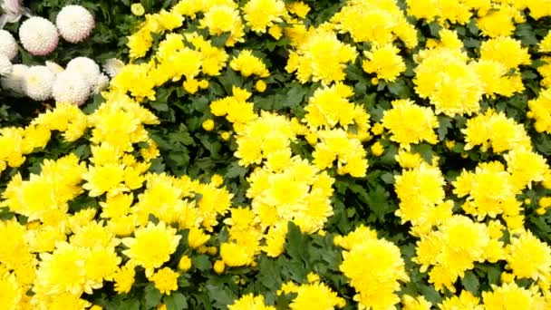 Chryzantemy Kwiaty Ogrodzie — Wideo stockowe