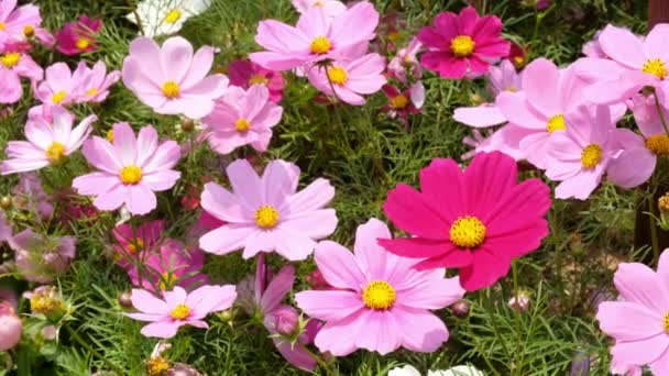 Schöne Rote Und Rosa Kosmos Blumen — Stockvideo