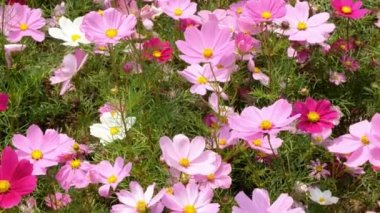 Güzel kırmızı ve pembe Cosmos çiçekler