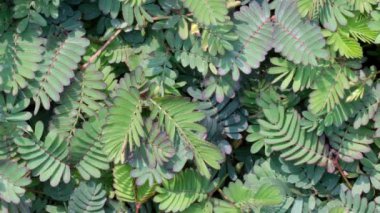 Mimosa Pudica hassas bitki yaprak dokunma yakın