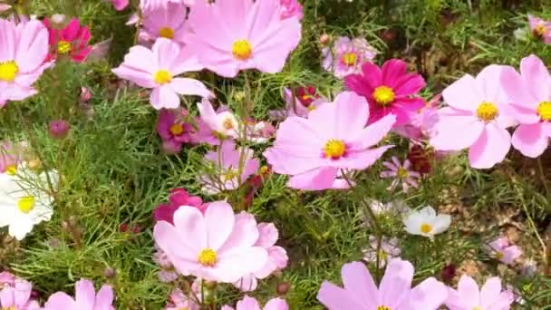 Vackra Röda Och Rosa Kosmos Blommor — Stockvideo