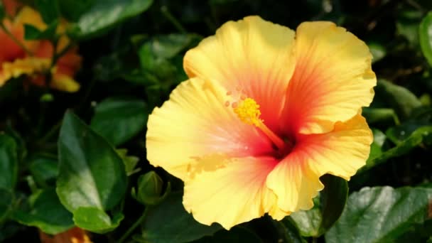 Hibisco Hawaiano Jardín — Vídeo de stock