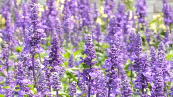 Salvia Farinacea Benth Garden — Stock Video