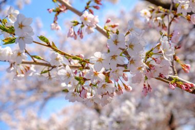 Yumuşak odak ile Kiraz Çiçeği, Japonya'da Sakura sezon, Arka Plan