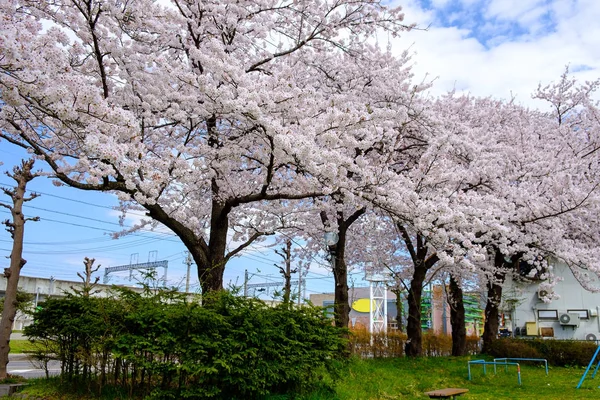 Lindas flores de cerejeira no dia nublado — Fotografia de Stock