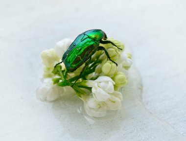 fotoğraf böceği ve beyaz leylak