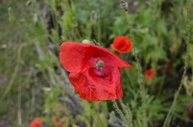 fotoğraf makro kırmızı gelincik doğa yaz flora