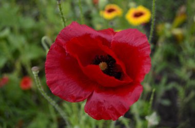 kırmızı haşhaş fotoğraf çiçekleri doğa yaz makro florası