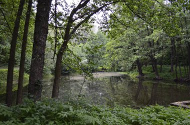 Doğa Gölü Ağaçları Yaz Yeşiller Akşam Bitkin Doğa Fotoğrafları
