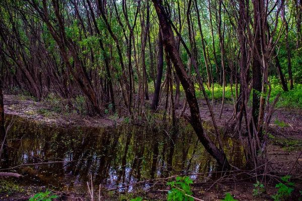 Venin Dans Forêt — Photo