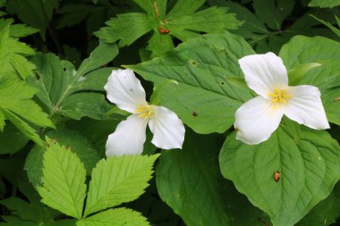 İlkbaharda Trillium Grandiflorum 'u kapat