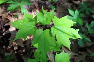 Şeker Akçaağaç (acer saccharum) İlkbaharda Sapling Close Up