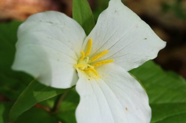 İlkbaharda Trillium Grandiflorum 'u kapat