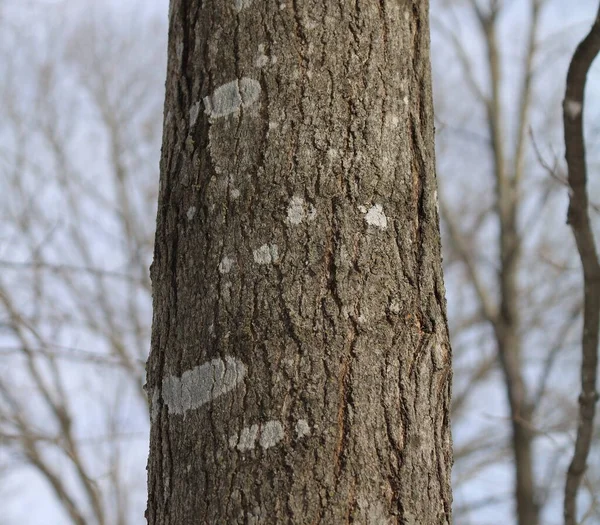 Sugar Maple Acer Saccharum Tree Bark Close Winter — Stock Photo, Image