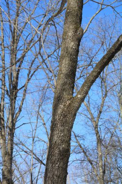 Kara Akçaağaç (acer nigrum) ağaç kabuğu kışın kapanıyor