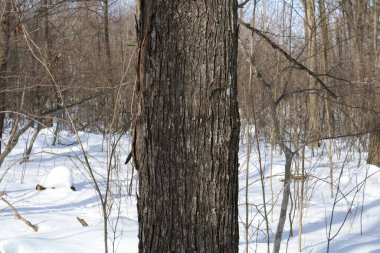 Kırmızı Akçaağaç (acer rubrum) ağaç kabuğu kışın kapanıyor