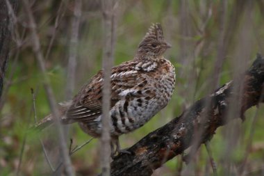 Ruffy Grouse (Bonasa umbellus) Wisconsin 'de bir uzvun üzerinde tünedi. 